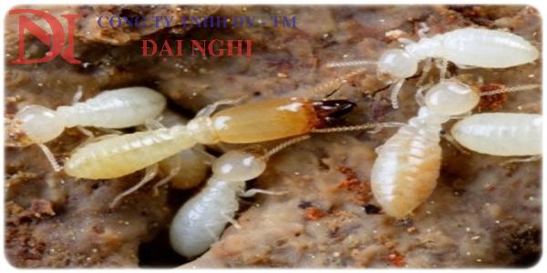 diệt mối tận gốc nhanh chóng cho công trình xây dựng tại Tam Kỳ