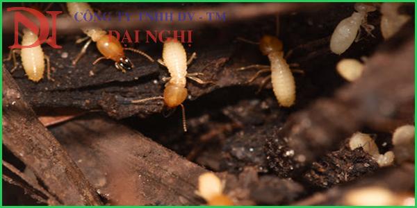 diệt mối tận gốc tại Tam Kỳ