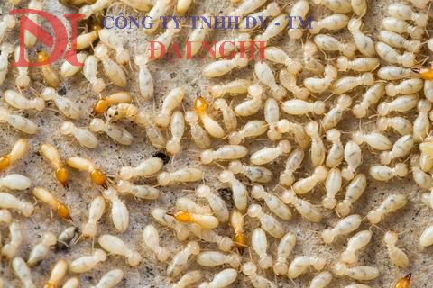 Diệt mối tận gốc có bảo hành tại Tam Kỳ