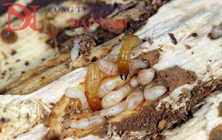 diệt mối tận gốc giá rẻ, an toàn ở Tam Kỳ