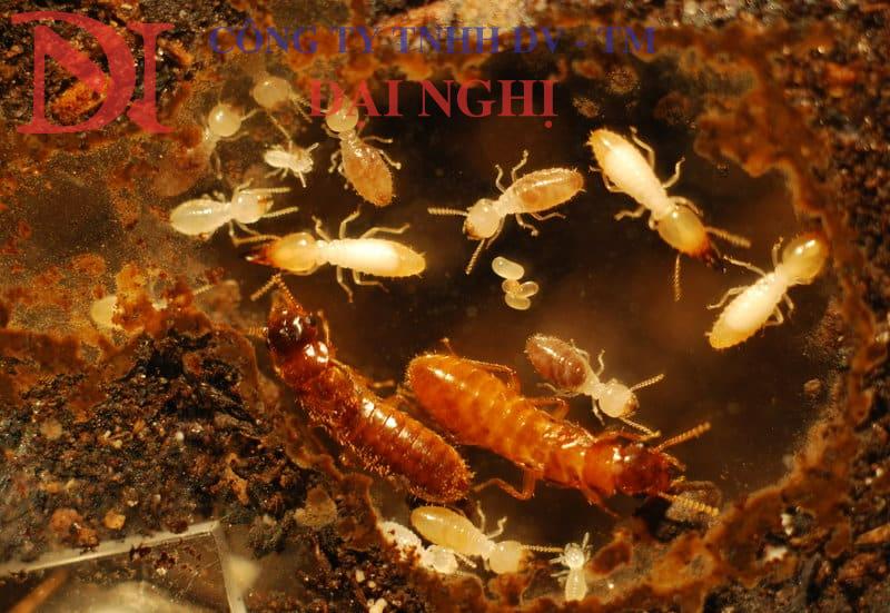 diệt mối tận gốc nhanh chóng cho công trình xây dựng tại Tam Kỳ