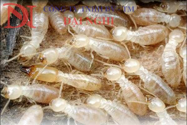 Diệt mối tận gốc tại Tam Kỳ