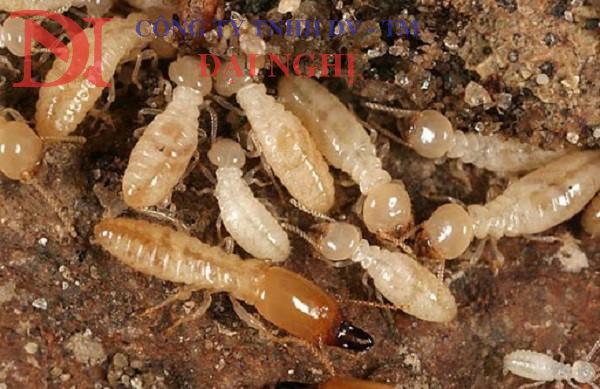 Diệt mối tận gốc có bảo hành tại Tam Kỳ
