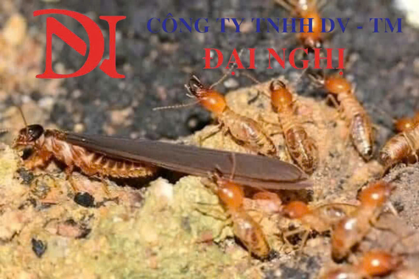 Diệt mối tận gốc cho nhà dân tại Tam Kỳ - An toàn, không độc hại của Đại Nghị