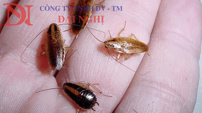 diệt côn trùng cho khu công nghiệp tại Tam Kỳ