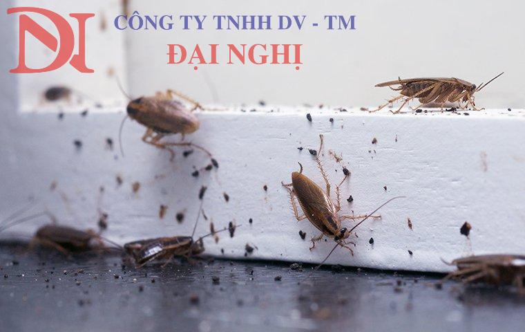 diệt côn trùng cho khu công nghiệp tại Tam Kỳ