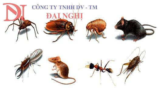 diệt côn trùng cho trường học tại Tam Kỳ