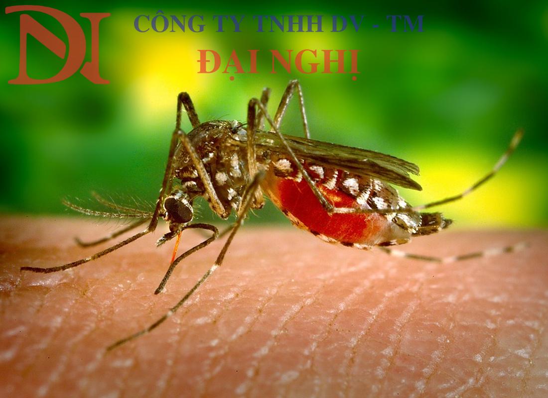 diệt côn trùng cho trường học tại Tam Kỳ