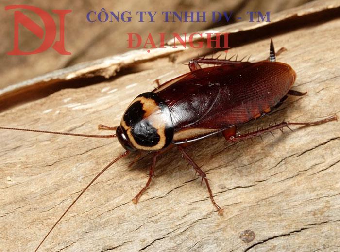 diệt côn trùng: muỗi, gián, kiến tại nhà ở Tam Kỳ