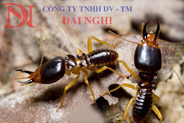 diệt côn trùng tận gốc 24/7 tại Tam Kỳ