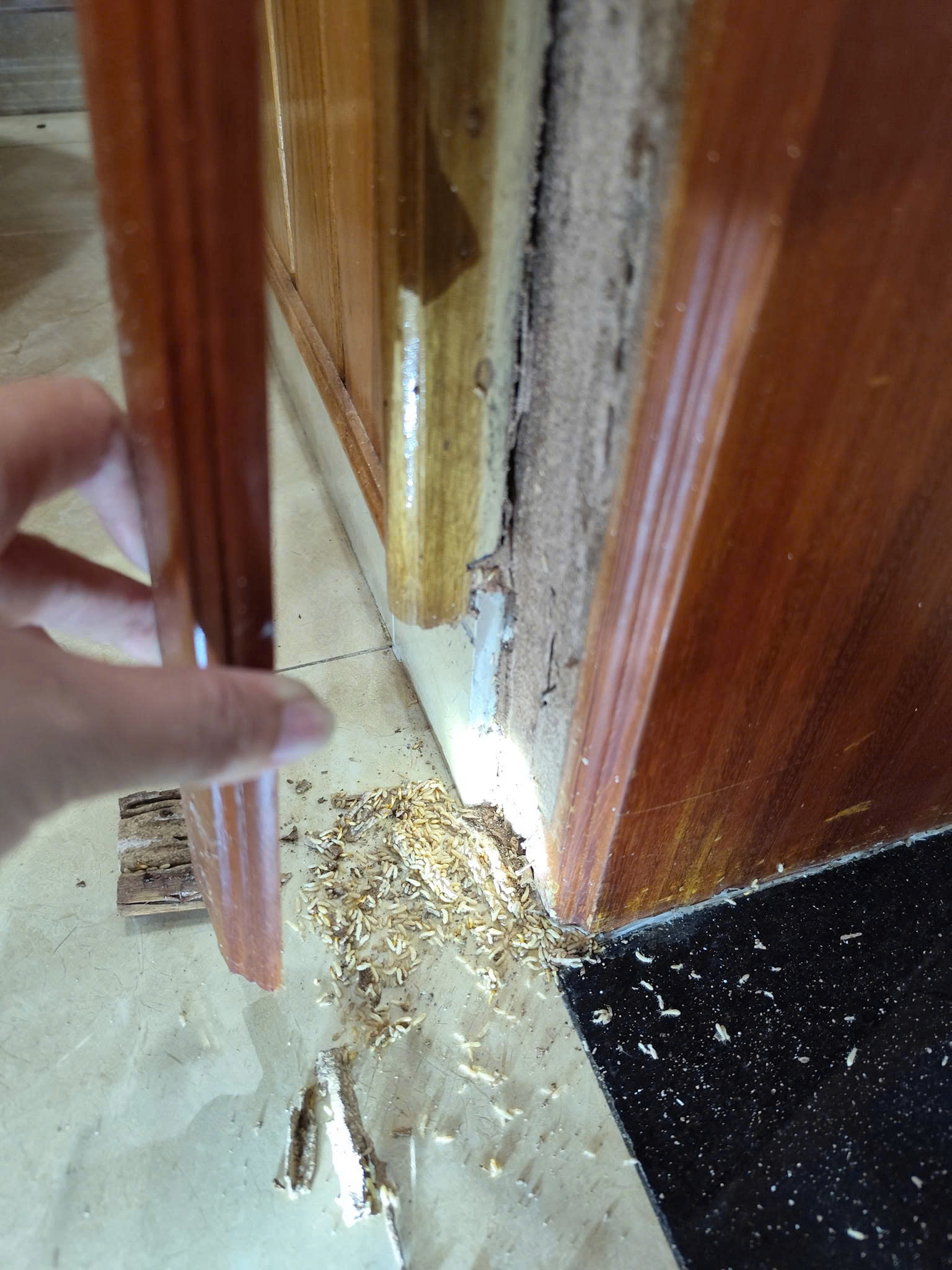 Diệt mối tận gốc tại Tam Kỳ - An toàn cho trẻ nhỏ và vật nuôi