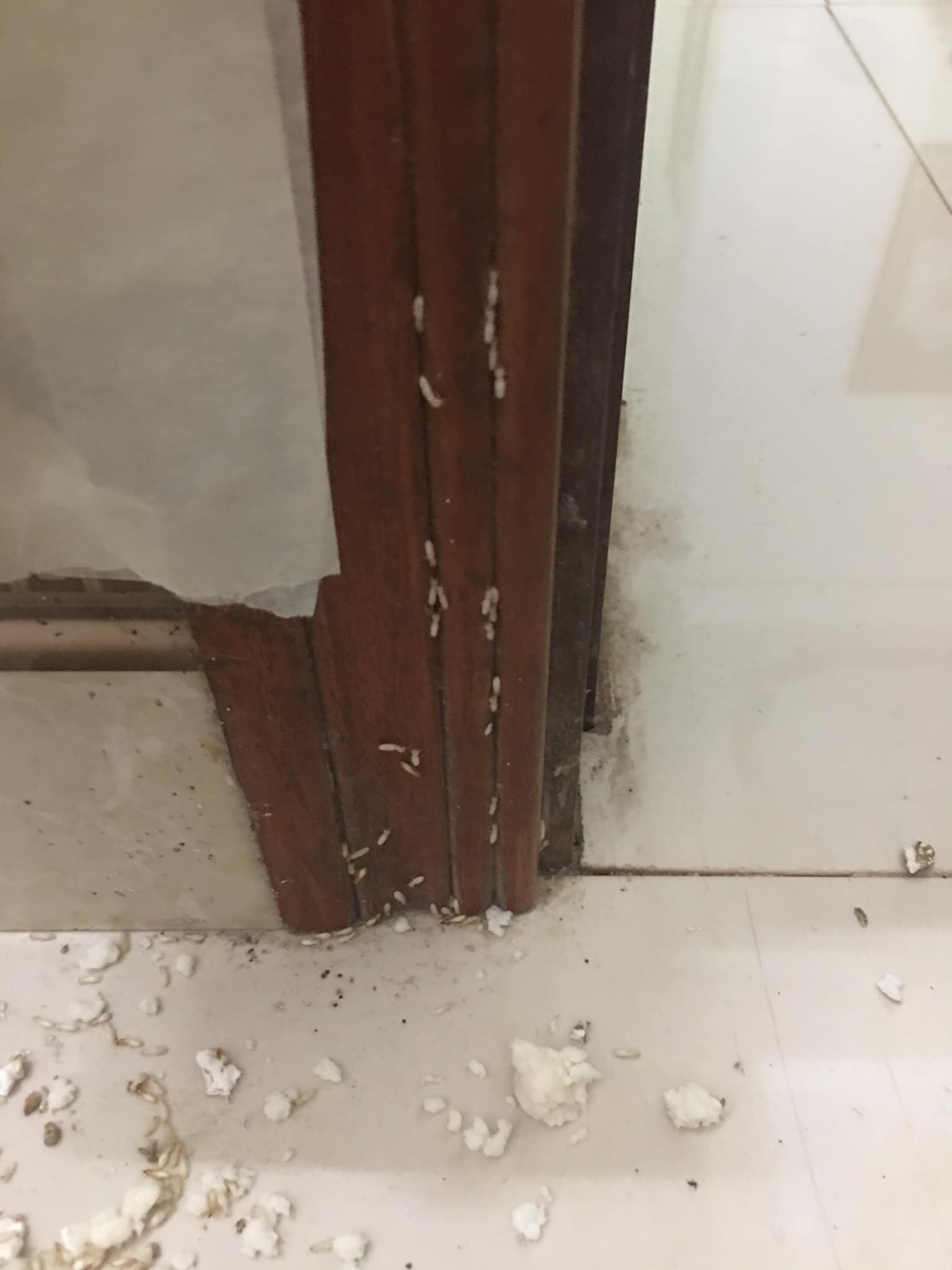 Dịch vụ khảo sát và diệt mối tận gốc miễn phí tại Tam Kỳ của công ty Đại Nghị.