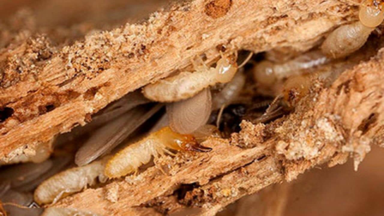 Dấu hiệu do mối tạo ra trên tường hoặc gỗ