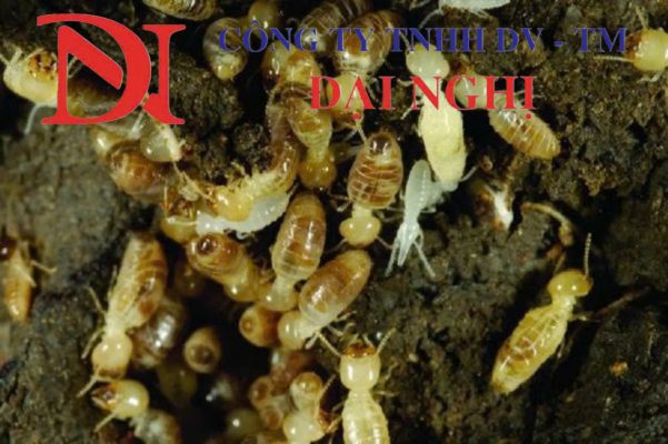 Công ty diệt mối nhà dân tại Phú Ninh – Dịch vụ chuyên nghiệp, giá cả hợp lý