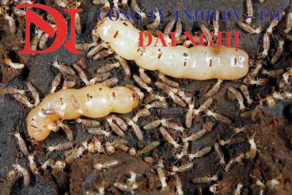 Công ty diệt mối uy tín tại Thăng Bình – Khảo sát miễn phí tận nơi của Đại Nghị.