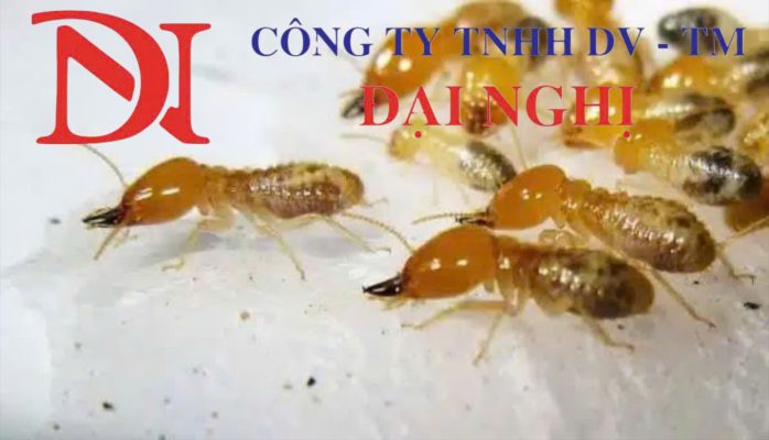 Công ty xử lý mối tận gốc tại Thăng Bình chuyên nghiệp, hiệu quả của Đại Nghị