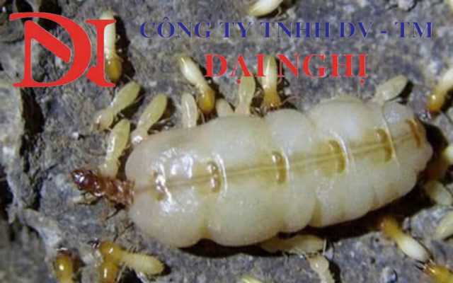 Dịch vụ diệt mối tận gốc tại Phú Ninh – An toàn, hiệu quả của Đại Nghị