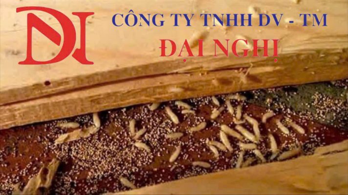 Diệt Mối Tại Phú Ninh – Dịch Vụ Xử Lý Nhanh, sạch mối 100% của Đại Nghị
