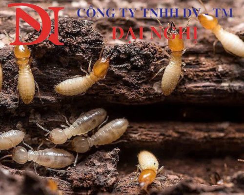 Diệt mối tận gốc tại Phú Ninh – Uy tín, bảng giá rõ ràng, chuyên nghiệp, sạch mối 100% của công ty Đại Nghị