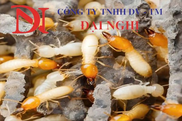 Diệt mối tại nhà dân ở Thăng Bình của Đại Nghị