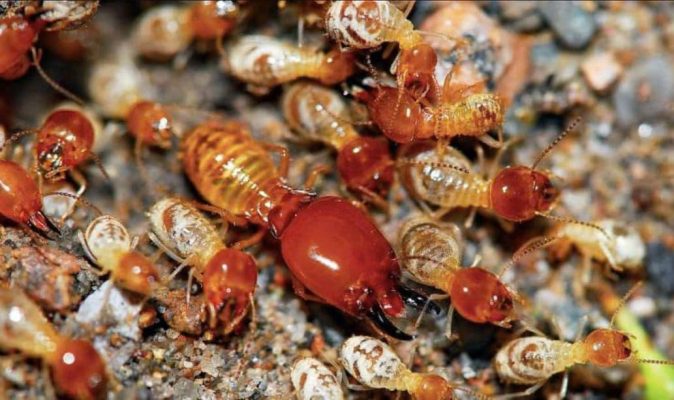 Quy trình diệt mối toàn diện tại Núi Thành – Đại Nghị xử lý tại công trình thực tế